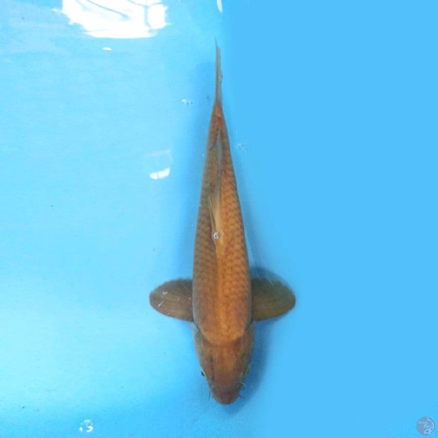 Chagoi 39cm