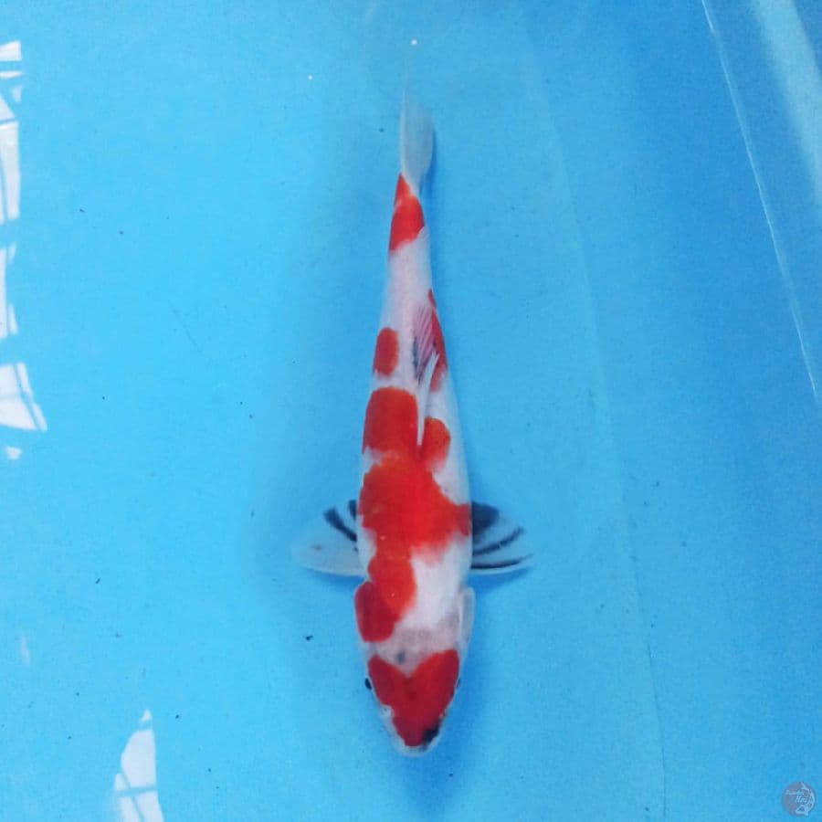 Showa 29cm