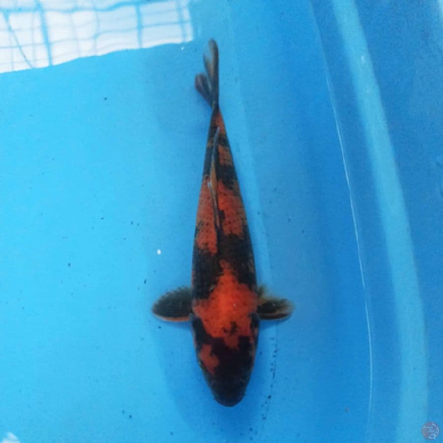 Hi showa 25cm