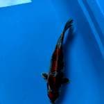 Kage showa 36cm