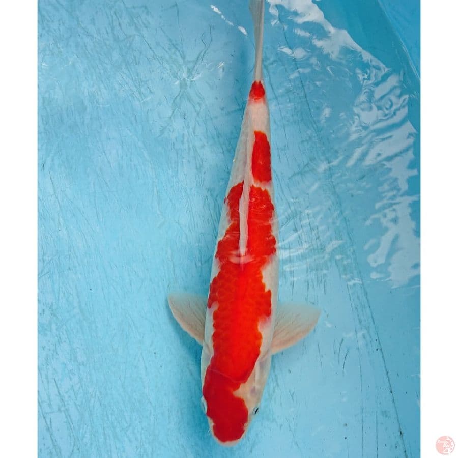 KOHAKU 33 CM