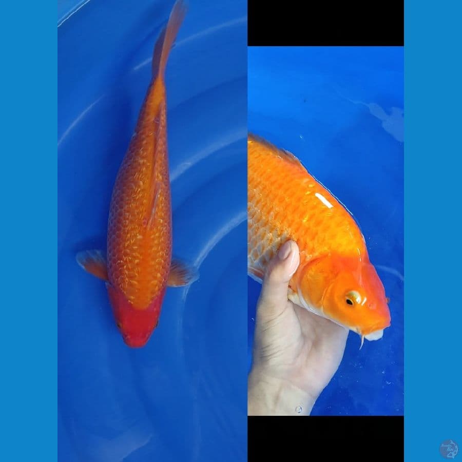 Caramel 40cm