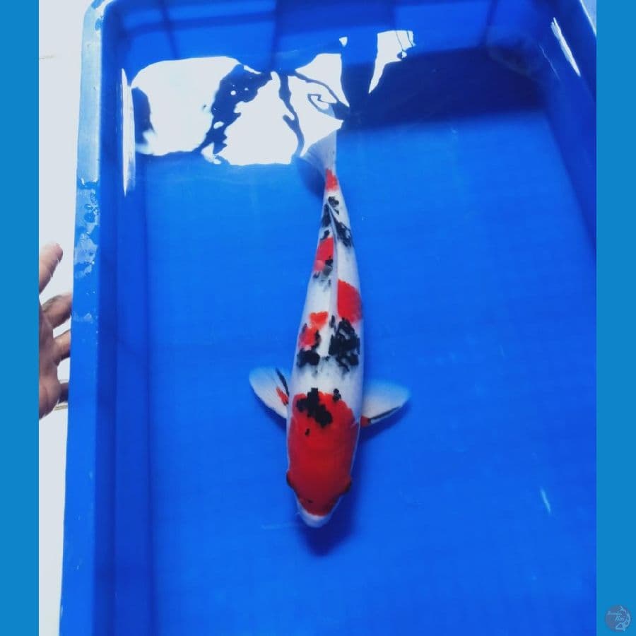 MKC KOI GRUB