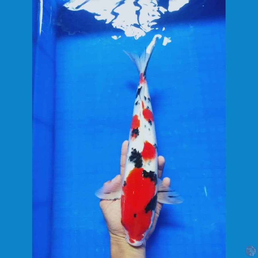 MKC KOI GRUB