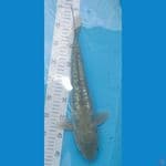 41cm Soragoi Aragoke Ginrin