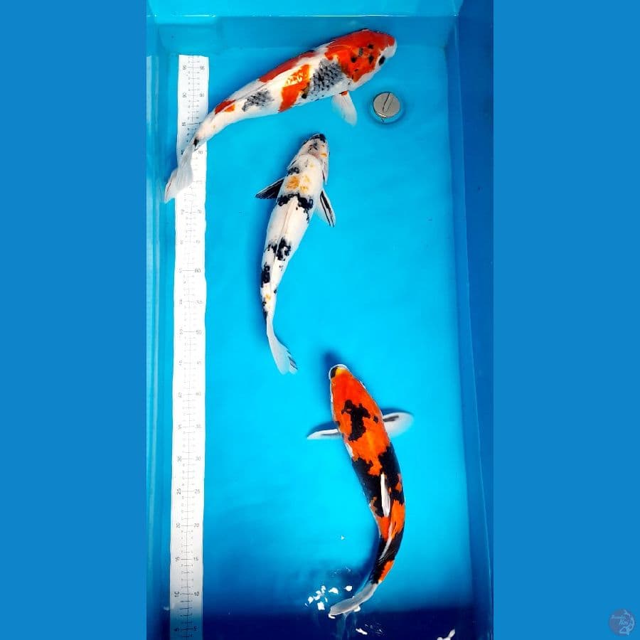 JUMBO 40,42,45cm