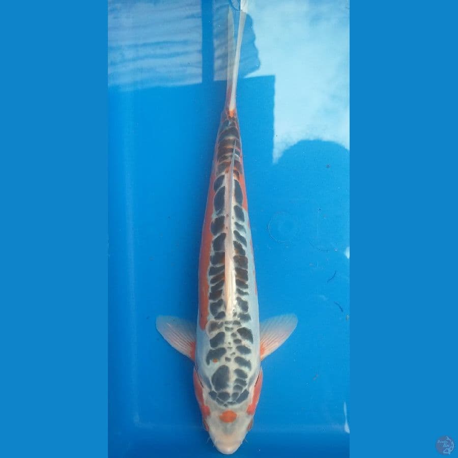 Shusui 31cm/Unknown