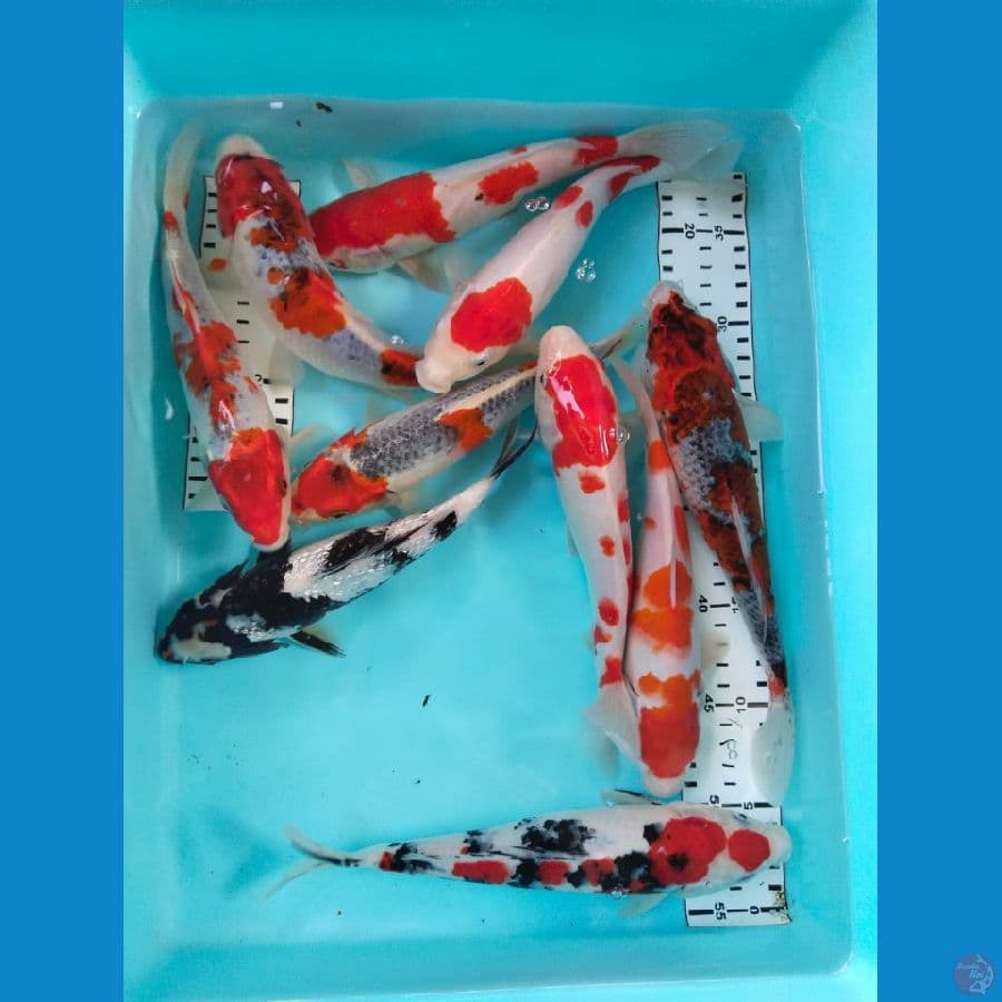 mix 23-26 cm 10 ekor