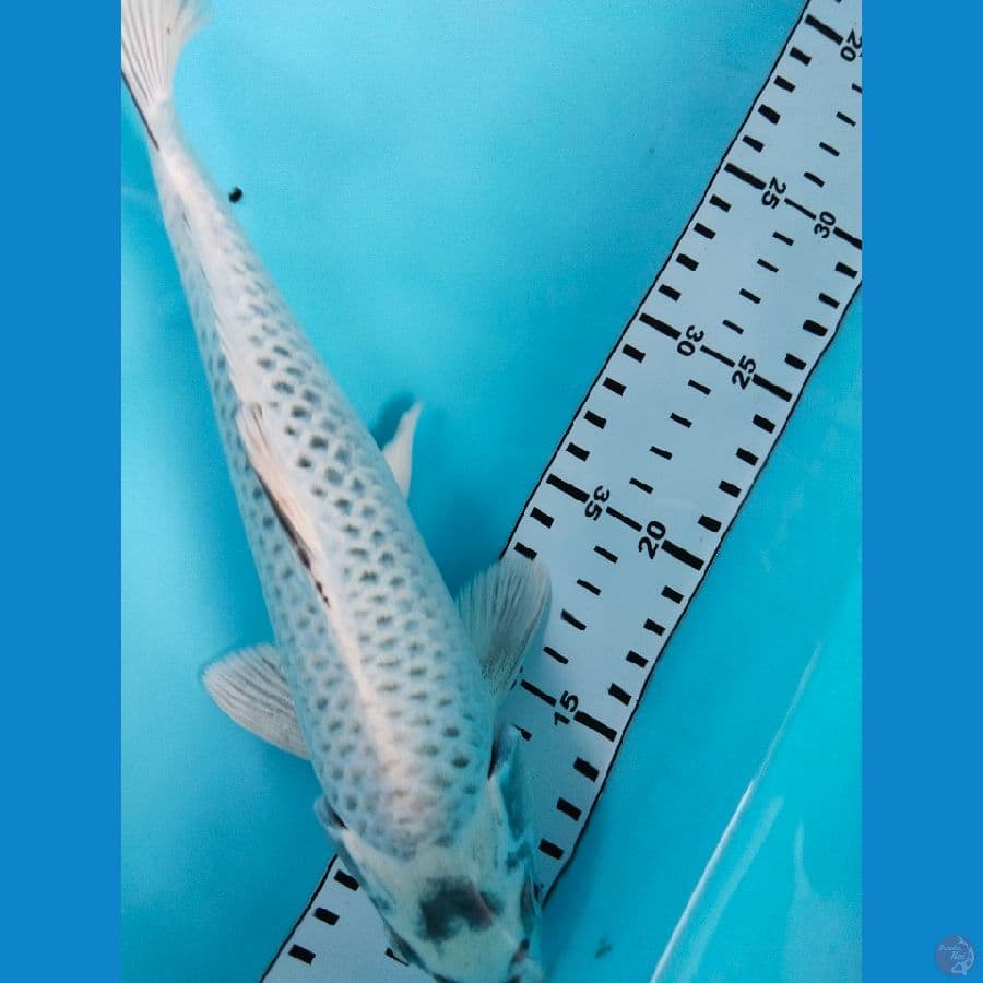 mukasi 27cm