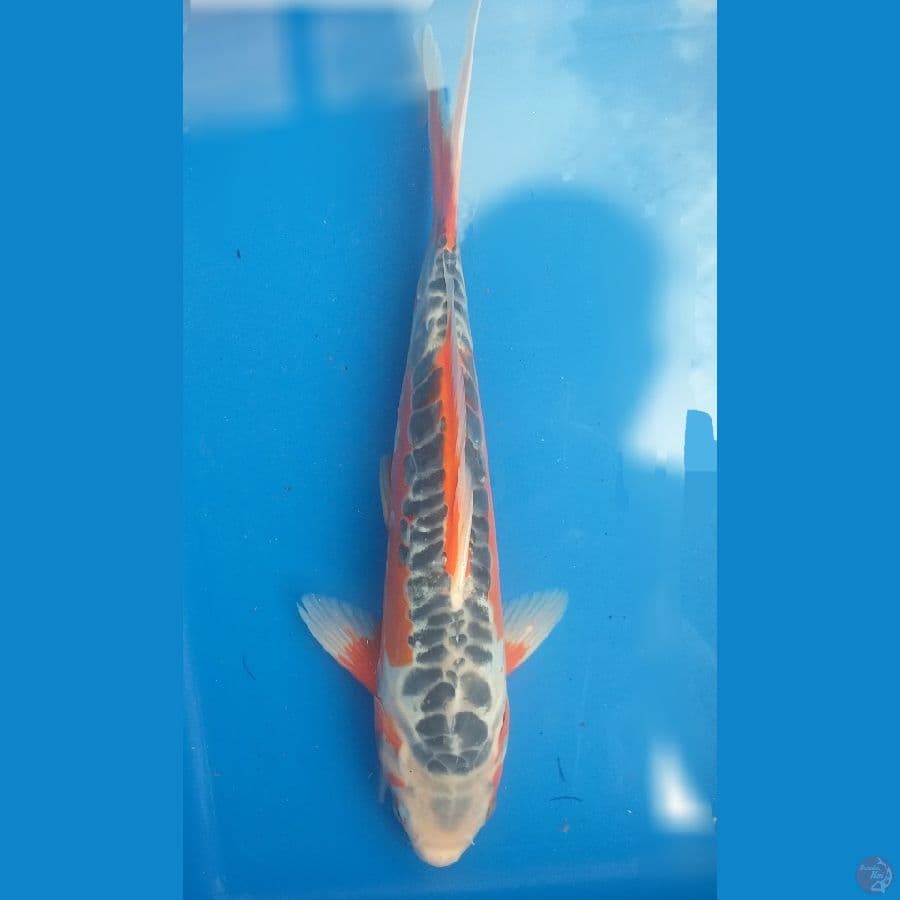 Shusui 28cm/Unknown