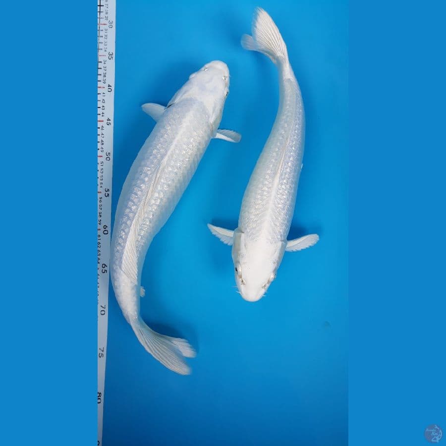 Sejoli Platinum Ginrin M38 F42