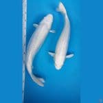 Sejoli Platinum Ginrin M38 F42