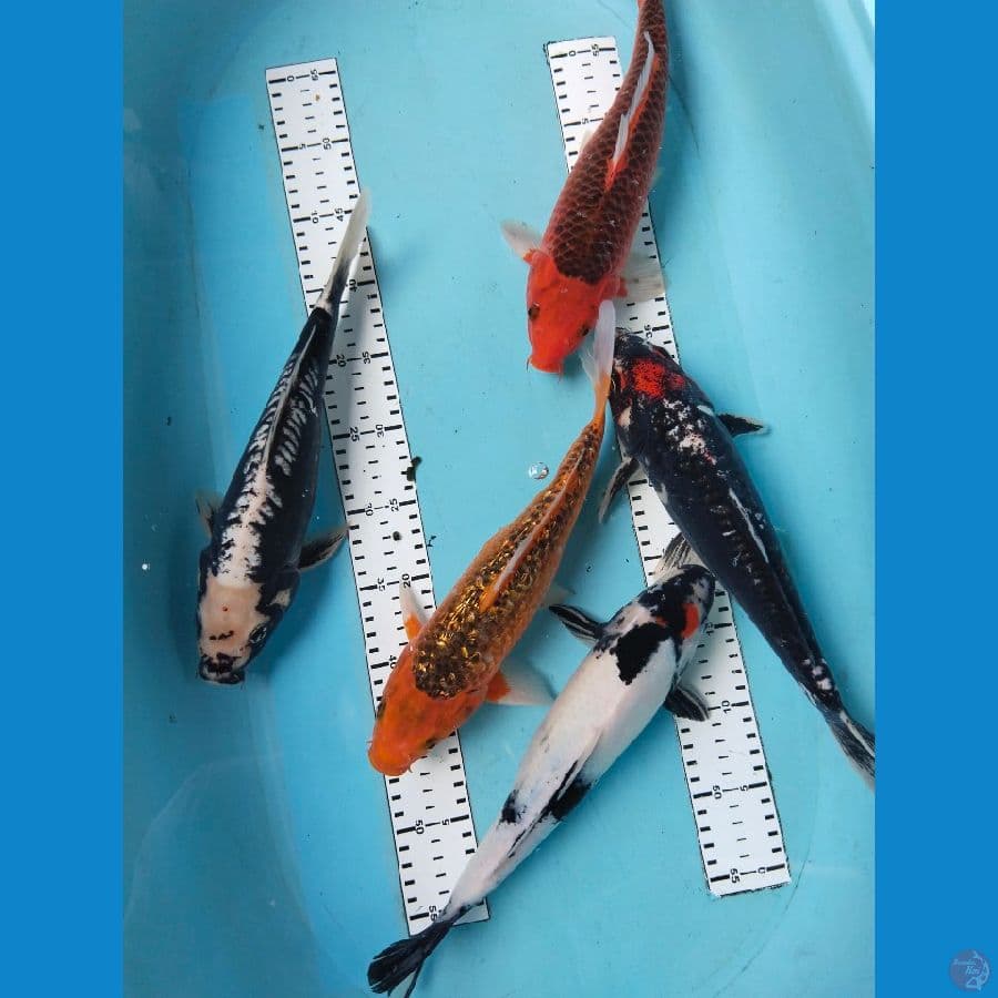 mix 5ekor 32-33cm