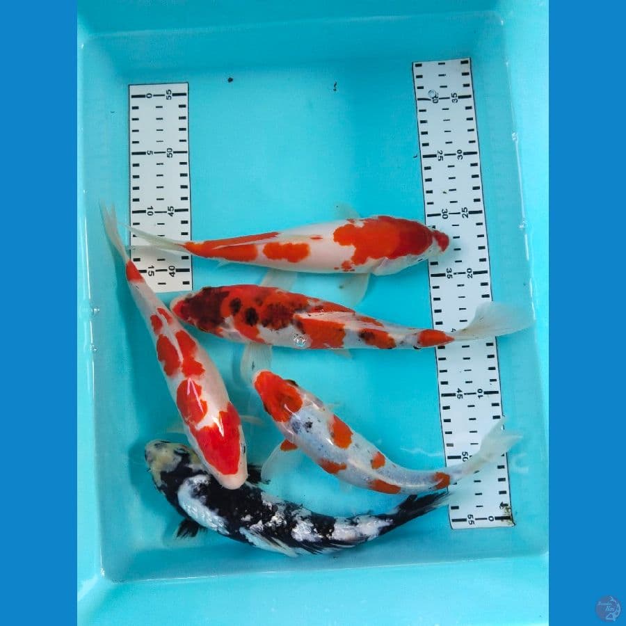 mix 25-28cm
