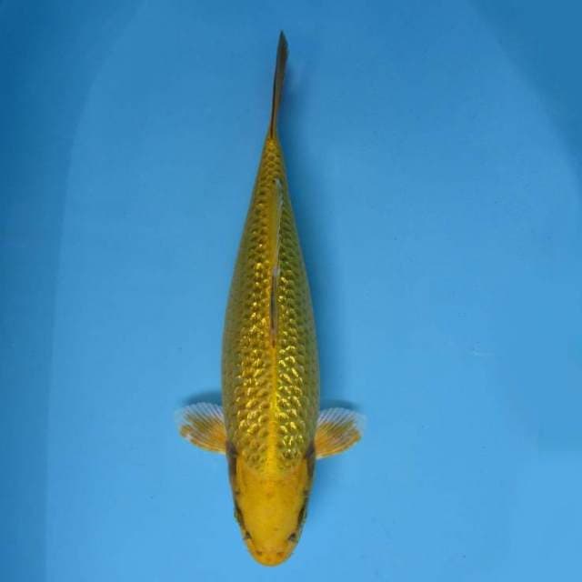 3. GOLDEN BAR ~ KI MATSUBA JUMBO,-