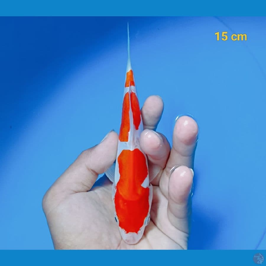 minion doit 15 cm