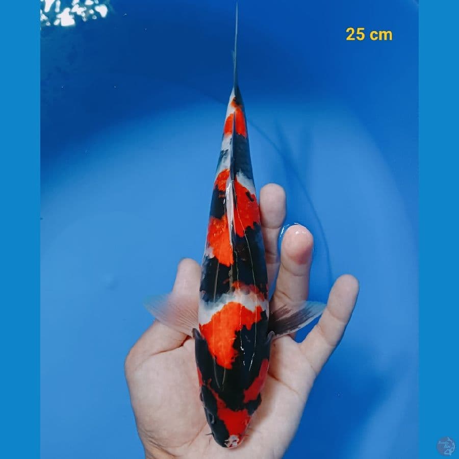SQ showa male 25 cm