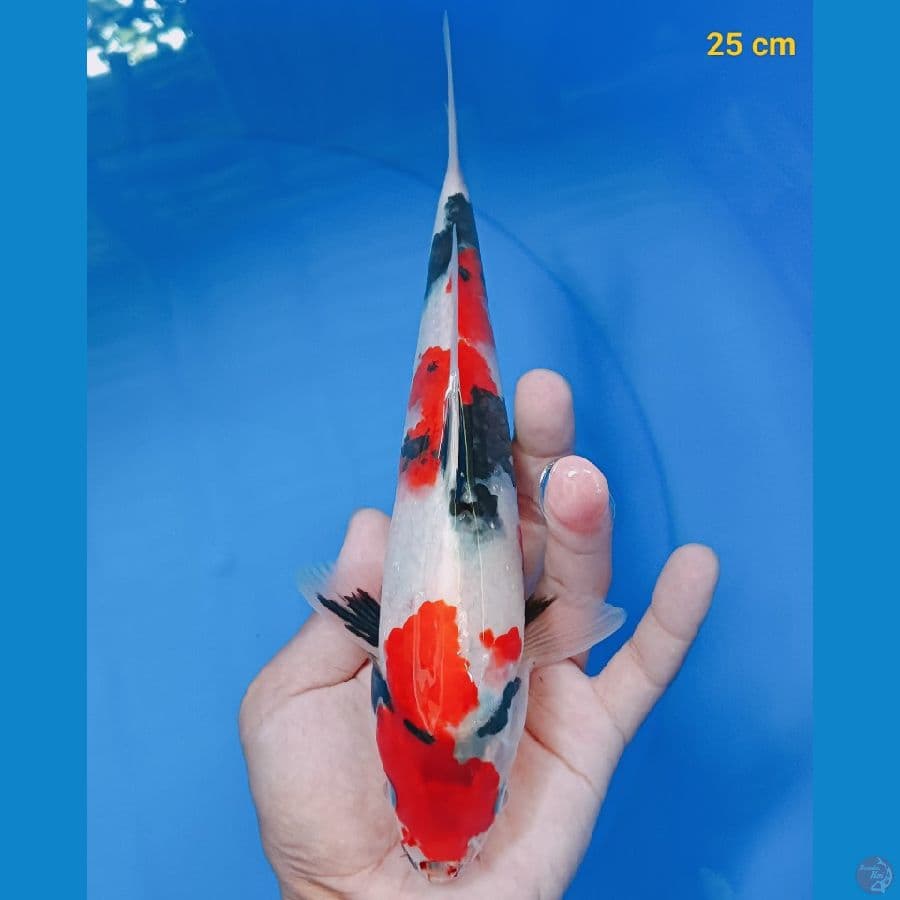 SQ showa male 25 cm