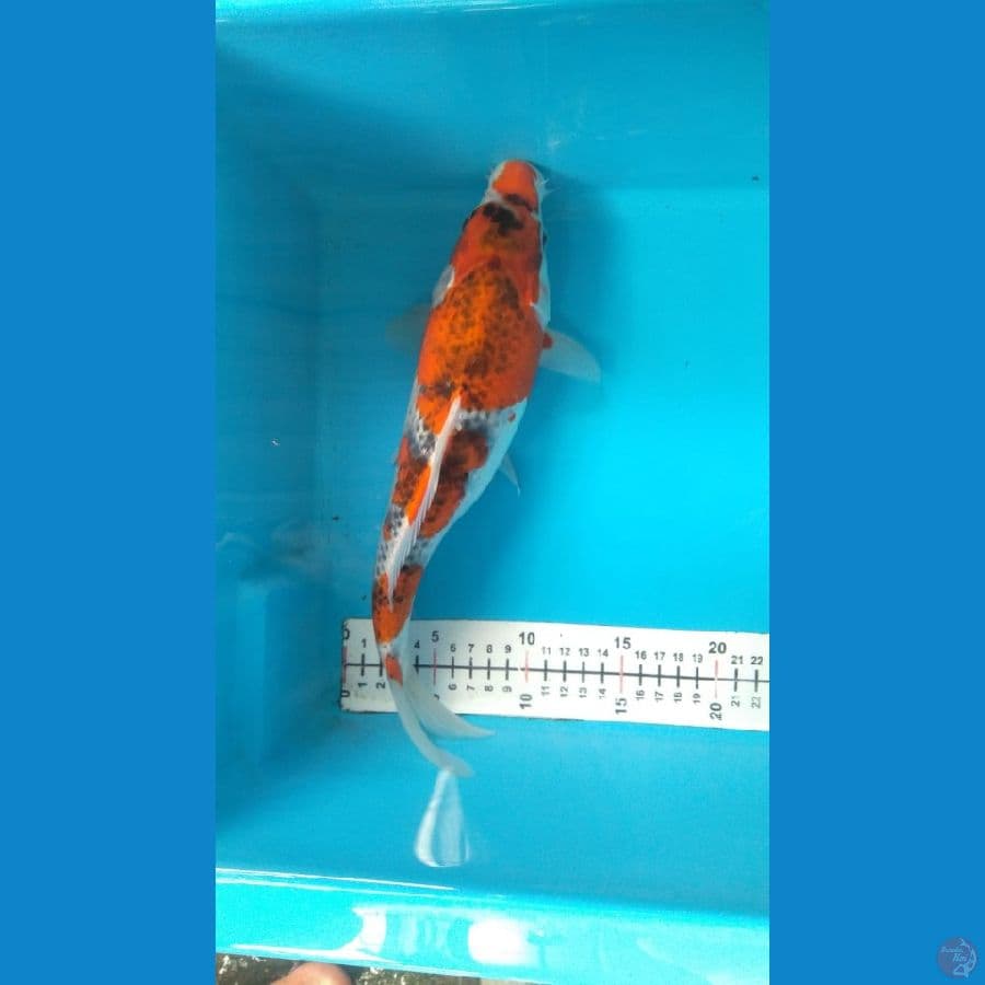 gosiki 32cm