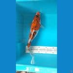 gosiki 32cm