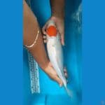 TC ori 38cm