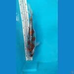 gosiki 31cm Ori