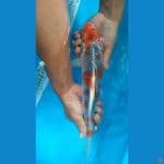 ori 34cm