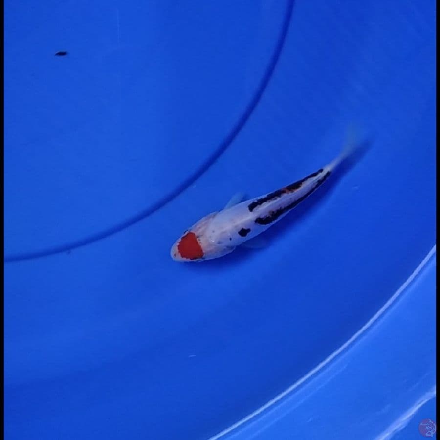 TANCHO BENI KUMON 14 CM