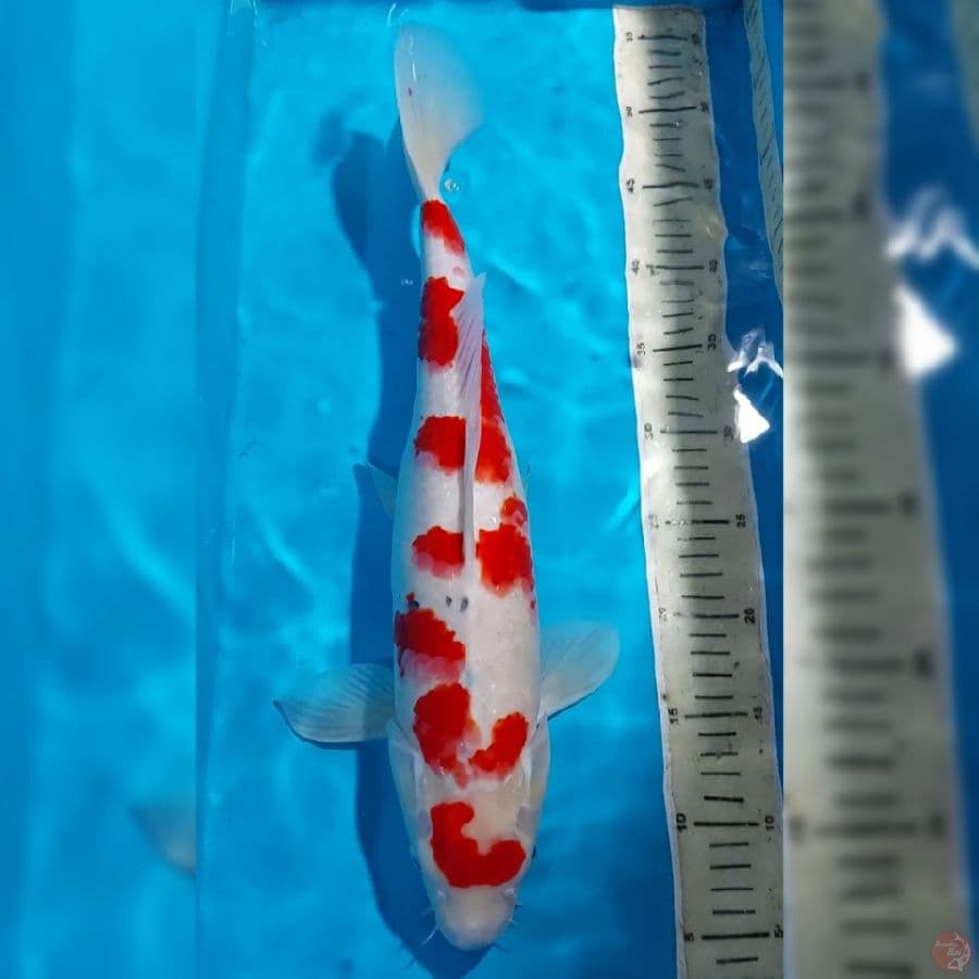 SANKE 46 CM