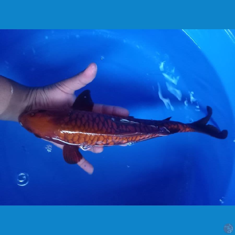 cagoi tembaga aragoke