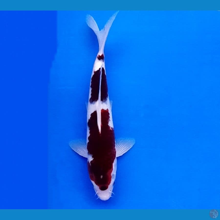 goromo
