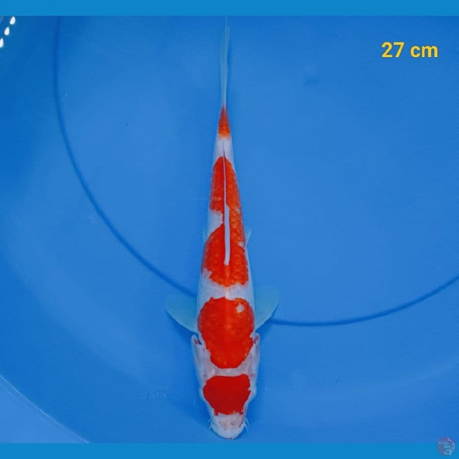 maruten kohaku 27 cm
