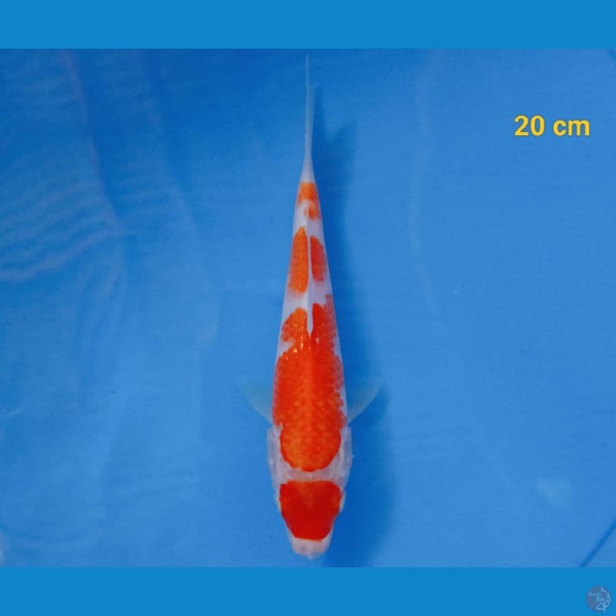 maruten kohaku 20 cm