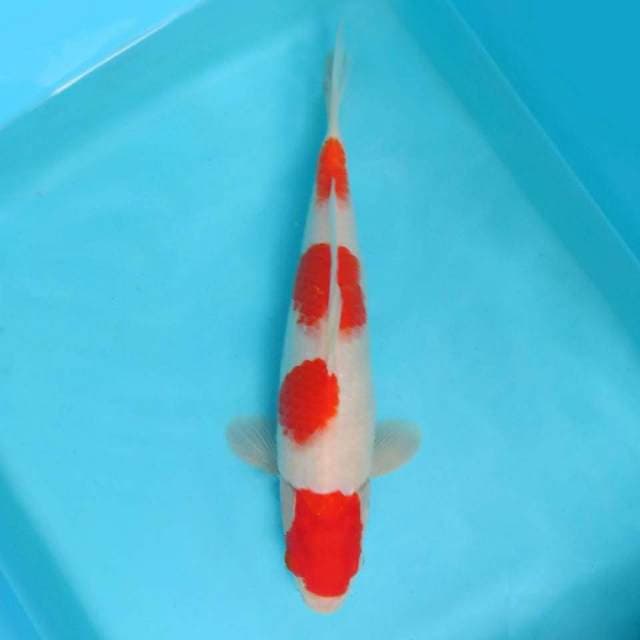 J. JUNAKOI ( KOHAKU 4 STEPS )