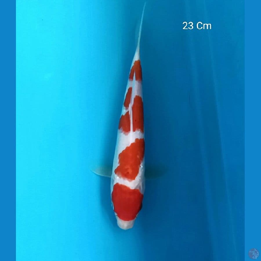 Kohaku 23 Cm