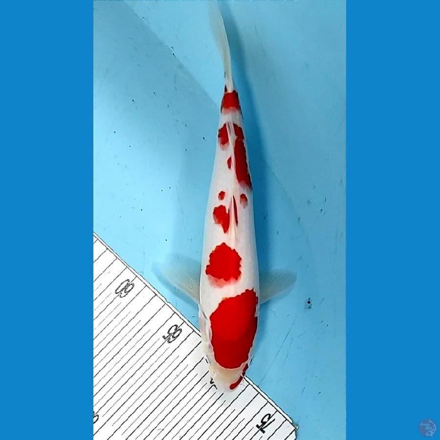 30cm