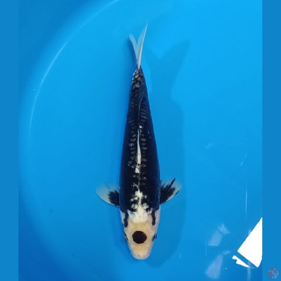 TANCHO KUMON ORYGINAL 30CM MALE