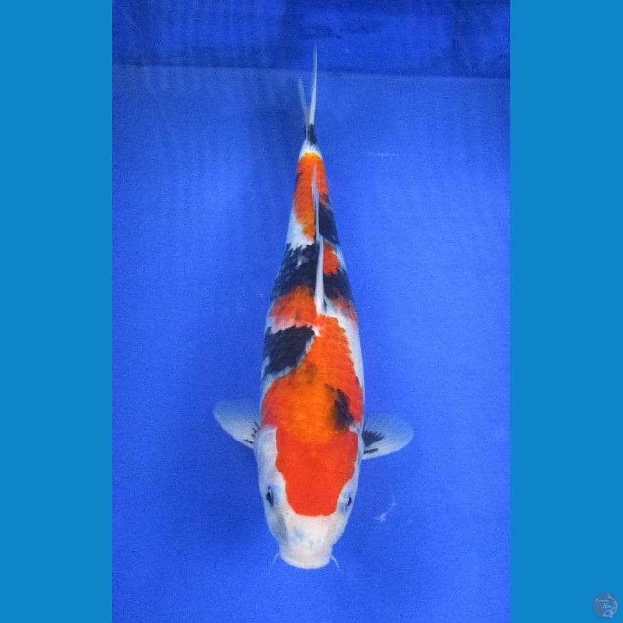 showa ±33cm