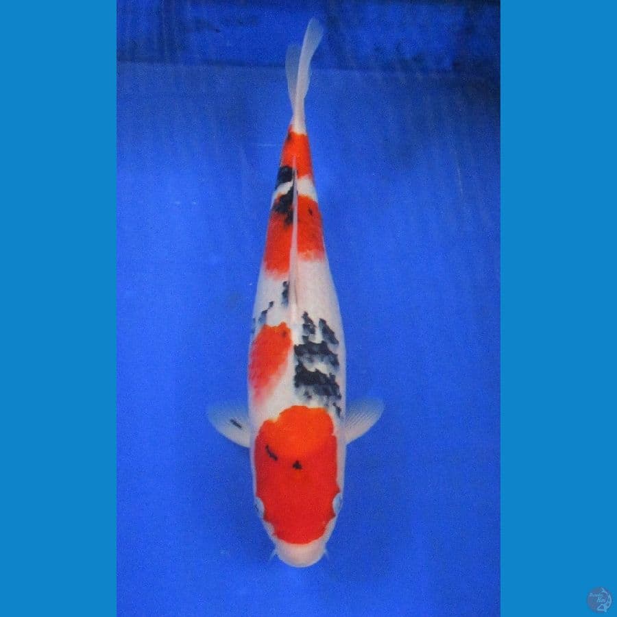 showa ±36cm