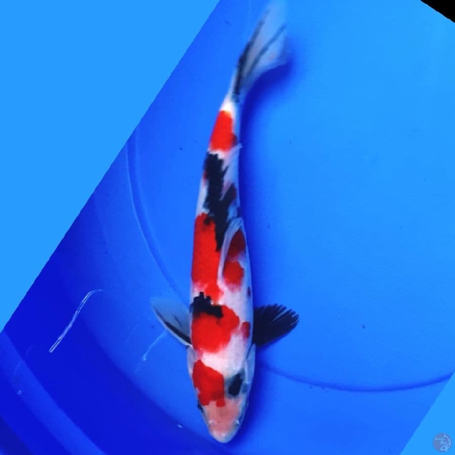 Showa sanshoku 31cm Male