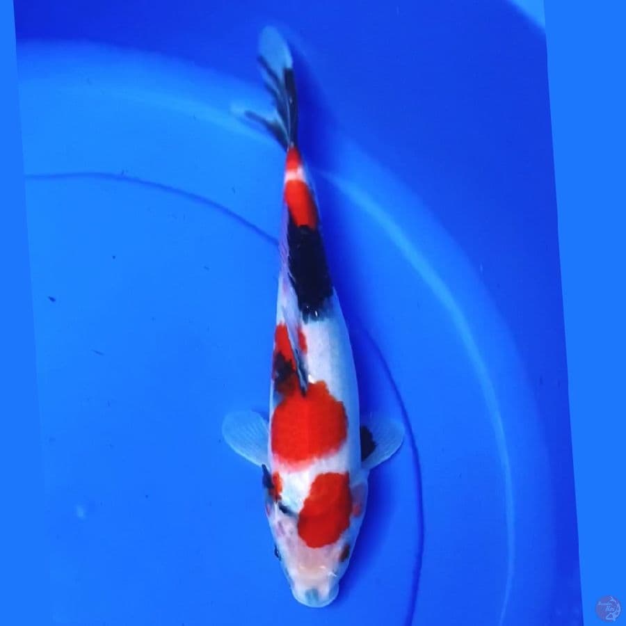 Showa Sanshoku 30cm Female