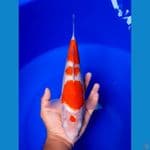 Maruten Kohaku 30cm