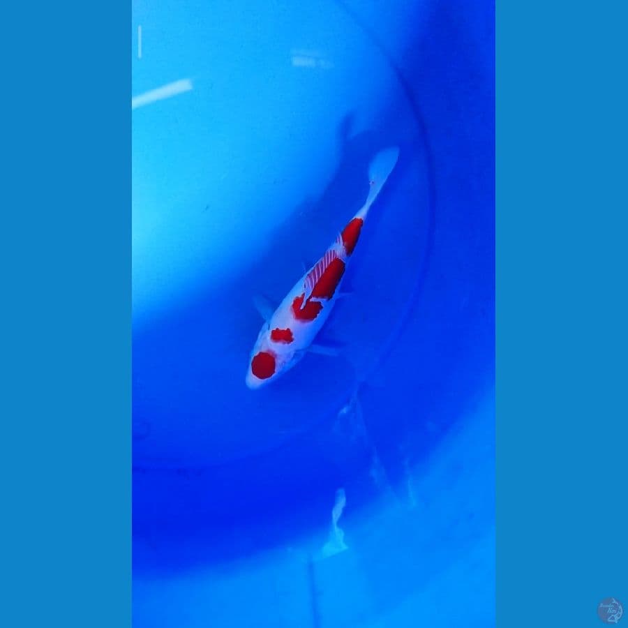 MARUTEN Kohaku 20 cm