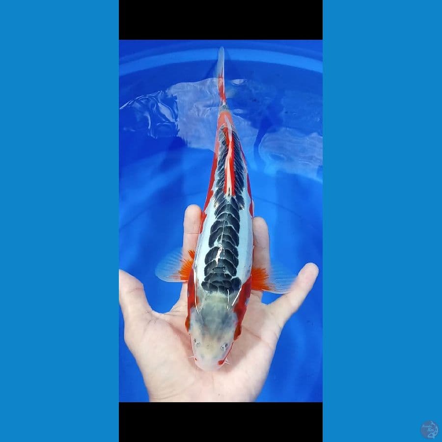 HANA SHUSUI MERAH 30CM (MALE)