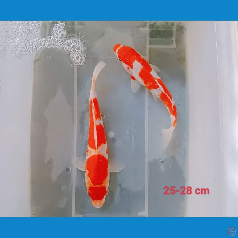 KOHAKU Mantap Bos