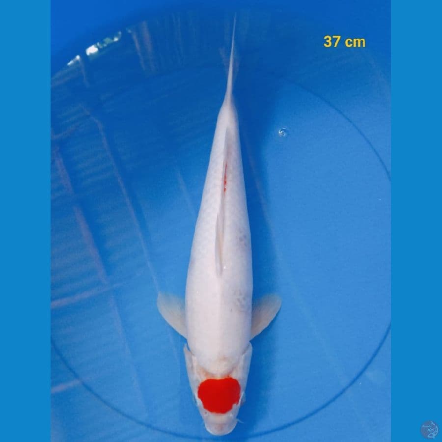 Tancho kohaku MUMER BOS