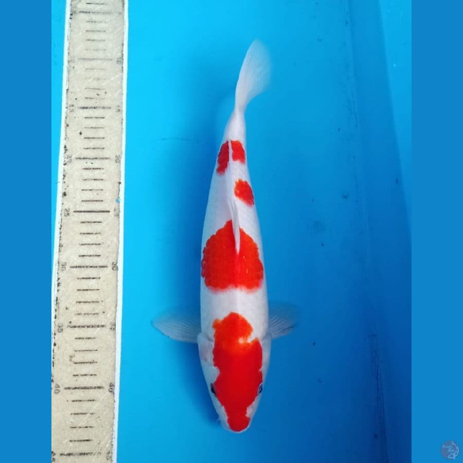35bu hanatsuki kohaku orie
