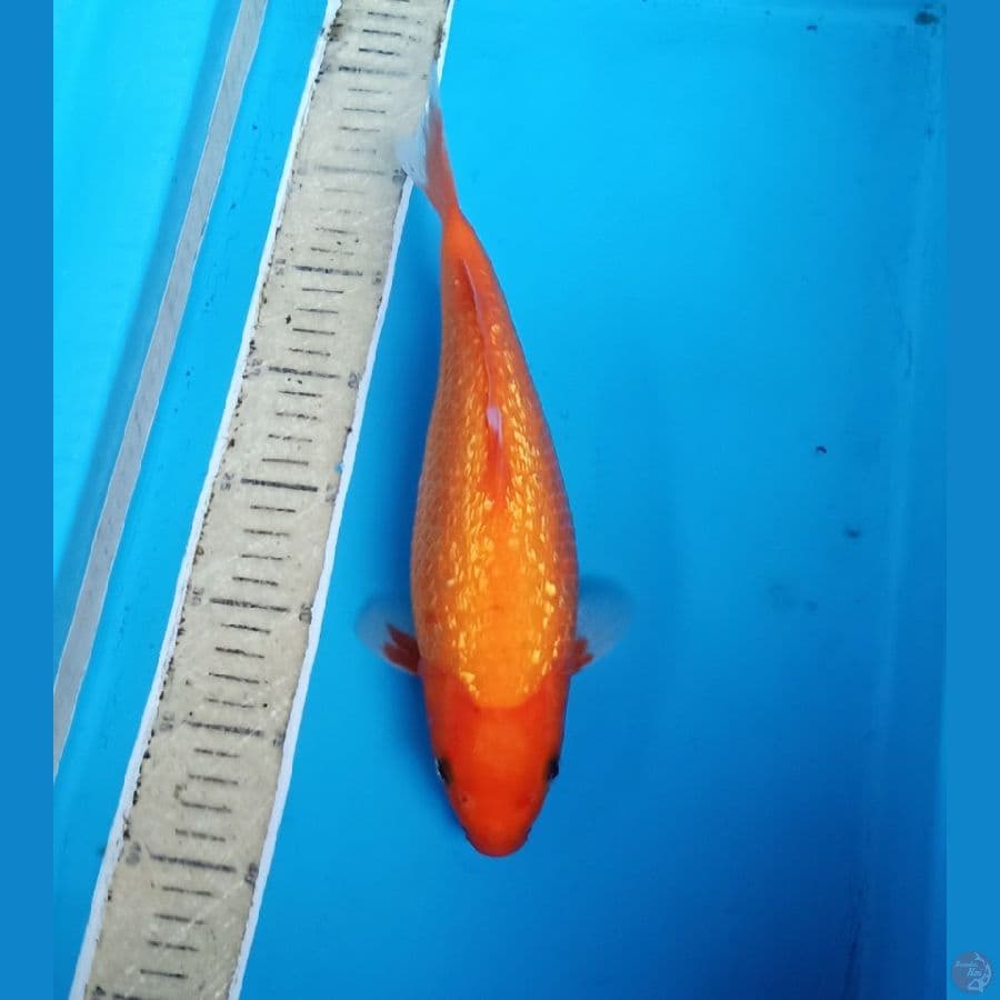 Red karashi jitaii 30up