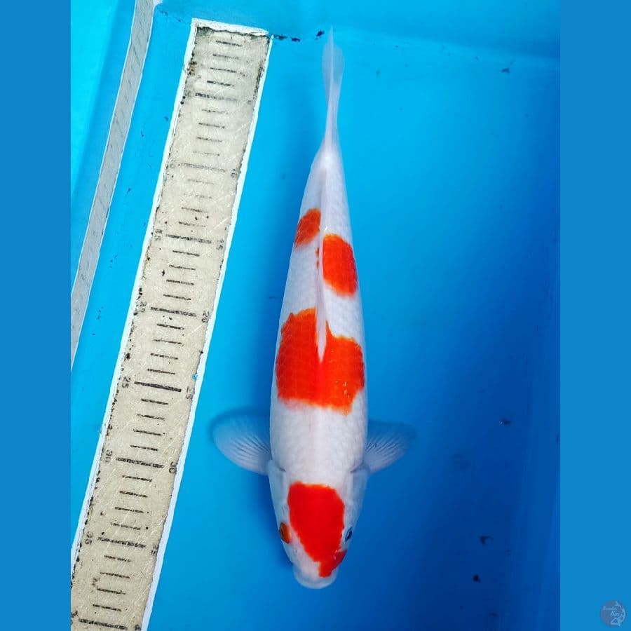 35bu kohaku orii jitaii