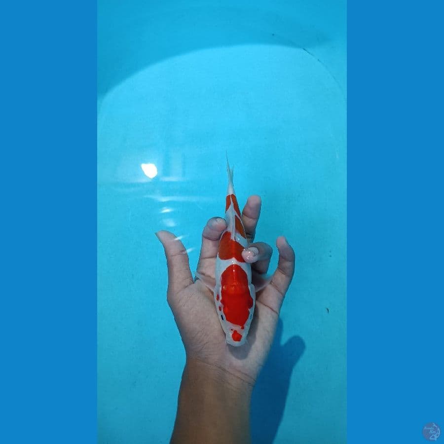 Kohaku doitsu 21cm